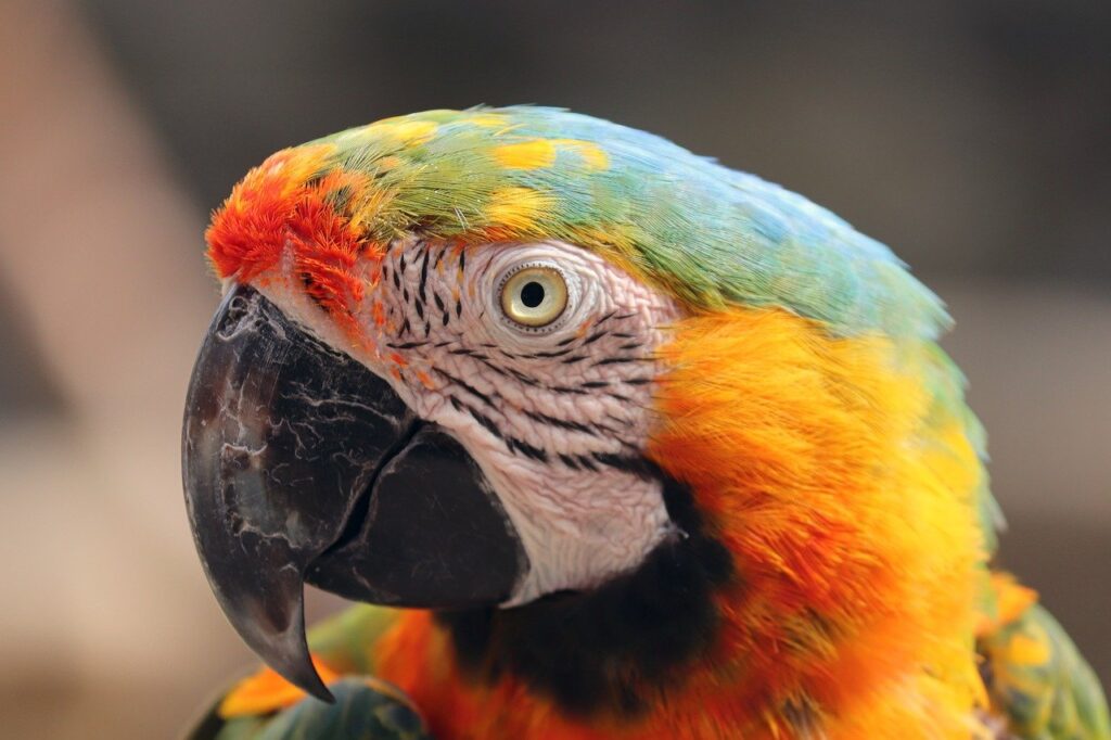 bird, parrot, multicoloured-6955201.jpg